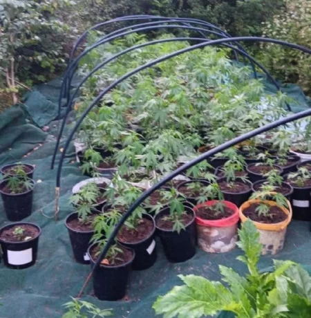 ❗️ - В Салдусском крае полиция обнаружила более 300 кустов марихуаны 📌 В конце июля в Салдусском кра ❗️ - В Салдусском крае полиция обнаружила более 300 кустов марихуаны 📌 В конце июля в Салдусском кра