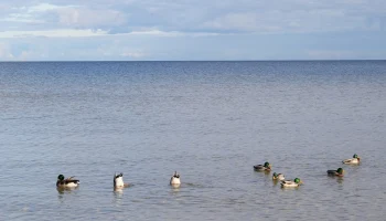 Рекордная температура в Латвии: +13,6 градусов в Колке