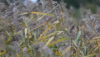 Погода в Латвии: дожди и туман в начале ноября