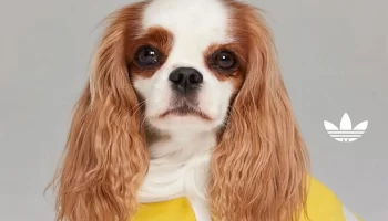 Стильная и теплая одежда для питомцев от Adidas