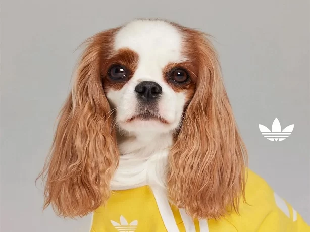 Стильная и теплая одежда для питомцев от Adidas Стильная и теплая одежда для питомцев от Adidas